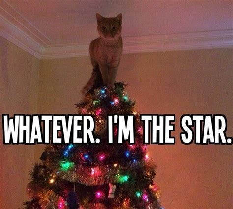 christmas tree star cat meme     giggle pinterest christmas trees kitty