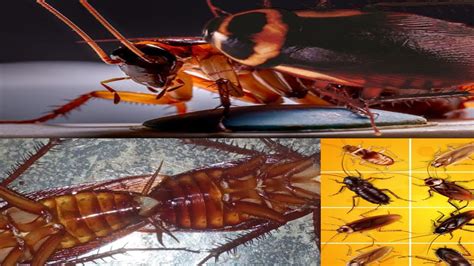 How Do Cockroaches Reproduce তেলাপোকা যে ভাবে প্রজনন করে Insects Breeding Cockroach Rv