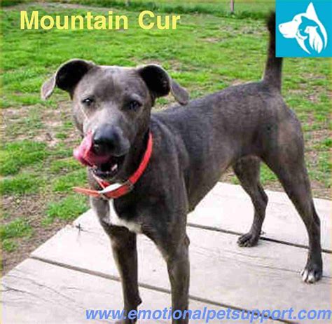 Mountain Cur A Dog Owners Guide