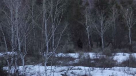 You Decide Did This Hiker Spot Bigfoot In Utah Spokane North Idaho