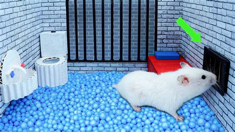 🐹 Hamster Escapes From Prison With Maze Obstacle Course In Real Life 🐹