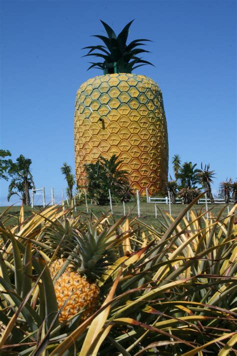 Top 10 Astonishing Facts About Big Pineapple Bathurst Discover Walks