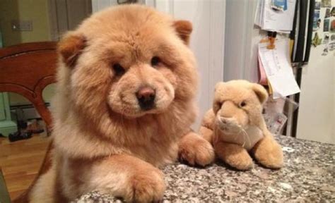 11 Dogs That Want To Trick You Into Thinking Theyre Stuffed Toys