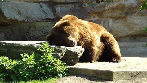 Grizzly Bear Sleeping Cologne Zoo 2010 Youtube