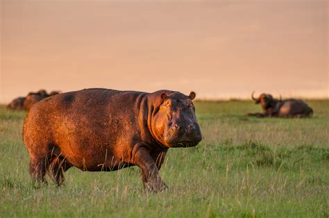 Hippo In Early Morning Light Sean Crane Photography
