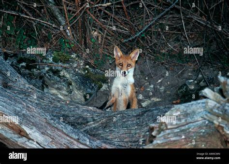 Renard Roux Rotfuchs Red Fox Vulpes Vulpes Standing Animal Canidae