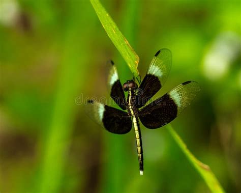 Black And White Dragonfly Show Wings Body And Eye Detail Stock Photo