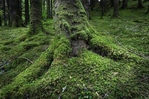 Tree Trunk With Roots Covered With Moss Growing On Forest Floor Stock