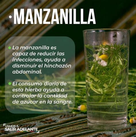 Medicina Tradicional La Manzanilla Y Sus Beneficios Para Aliviar