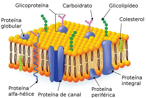 Membrana Plasmática Citologia Infoescola