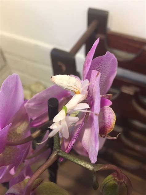 A lot of you guys wanted to know how to take care of an orchid mantis so here you go, enjoy the video! Insectstore - Buy Orchid Praying Mantis, Ootheca & Live ...