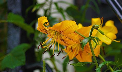Free Tiger Lily Flower Images