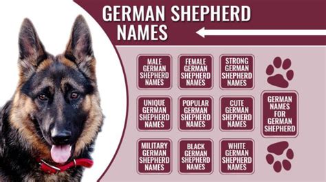 175 Male And Female German Shepherd Names With Meanings Petmoo