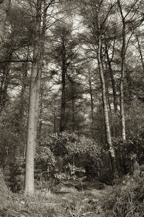Sepia Toned Trees Stock Photo Image Of Scenic Nature 43588652