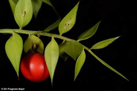 Ruscus L Colombian Plants Made Accessible