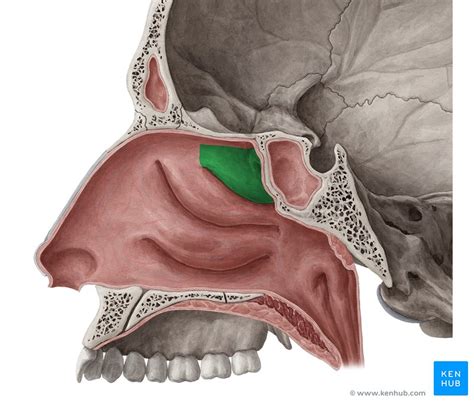 Medial Wall Of The Nasal Cavity Anatomy And Structure Kenhub My Xxx Hot Girl