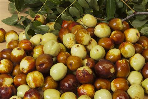 Jujubes In Western Australia Department Of Agriculture And Food
