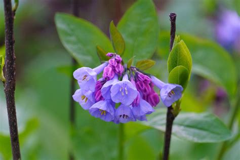 Virginia Bluebell Beautiful Spring Blooms Danielle Brigida Flickr