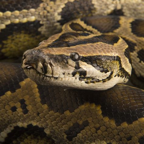 Burmese Python National Geographic