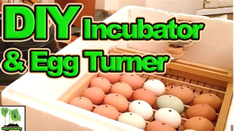 And can you eat them? 30 Chicken Eggs, 1 Homemade Incubator With Automatic Egg ...