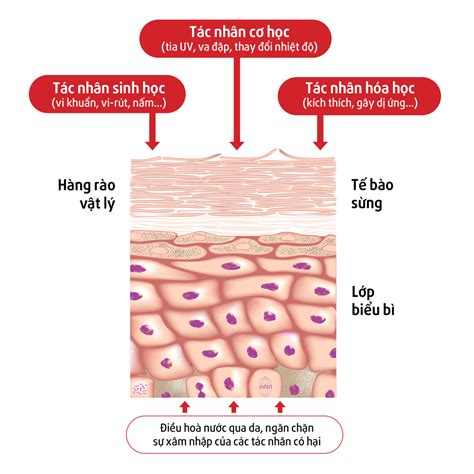 Serum phục hồi da và tầm quan trọng của một hàng rào bảo vệ da khỏe mạnh
