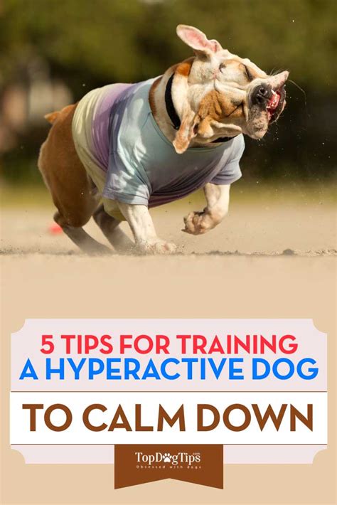 Backed by scientific research 1 play classical music. 5 Ways to Train a Hyperactive Dog to Calm Down - Top Dog Tips