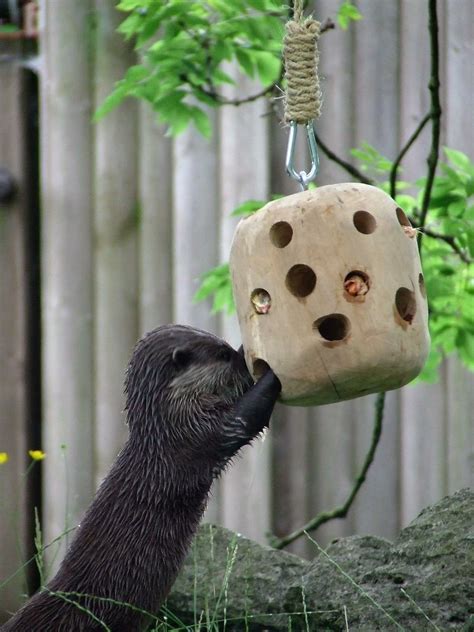 Asian short-clawed otter using the enrichment device at Blackpool Zoo
