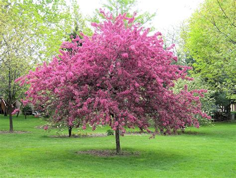 Flowering & Ornamental Trees for Colorado Climates | Nick's Garden ...
