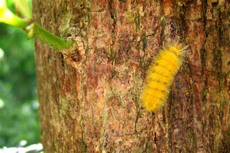 Fuzzy Yellow Caterpillar Ometepe 2005 Mike Simpson Flickr