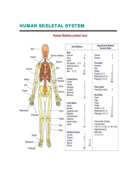 We did not find results for: start Cells Of The Skeletal System studying the skeletal ...