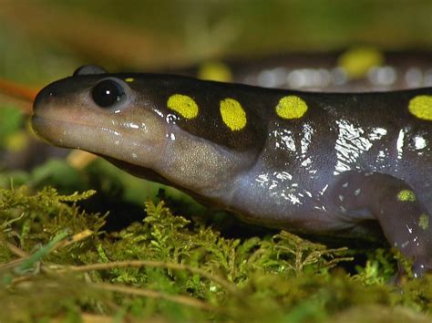 With Spring The Rare Spotted Salamander Emerges The New 51 Off