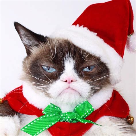 Pin By Carol Friese On Grumpy Cat Grumpy Cat Christmas Funny