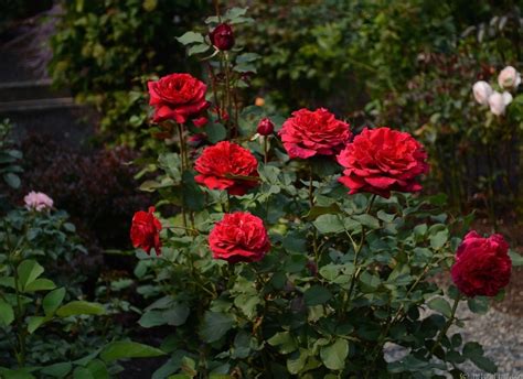 Velvet Fragrance Rose Photo