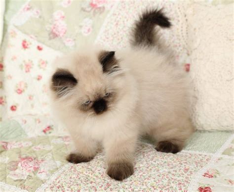 Himalayan Kittens For Sale Himalayan Cat Kitten Himalayan Kitten