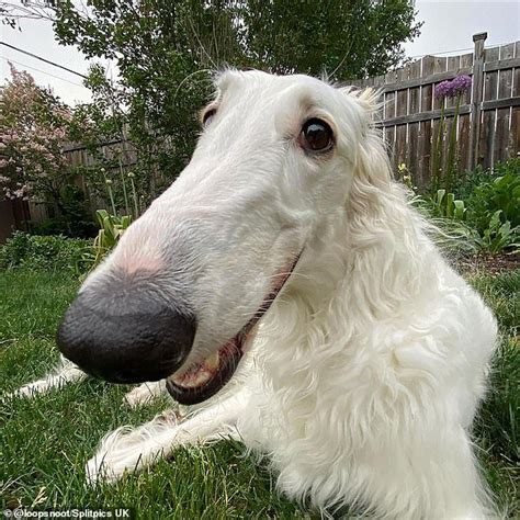 Meet Lapsha The Adorable Dog With The Worlds Longest Nose White And