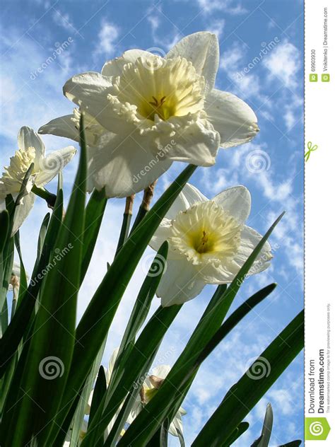 Daffodils Against Blue Sky Stock Photo Image Of Purity 69903930