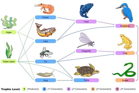 Guide To Year 11 Biology Module 4 Ecosystem Dynamics