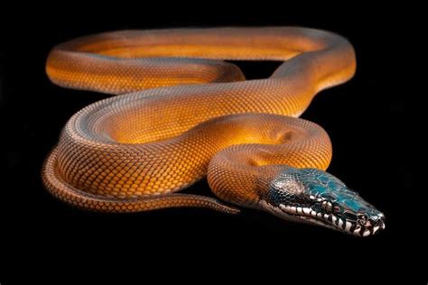 Meet The Rainbow Serpent The White Lipped Python Rainbow Serpent