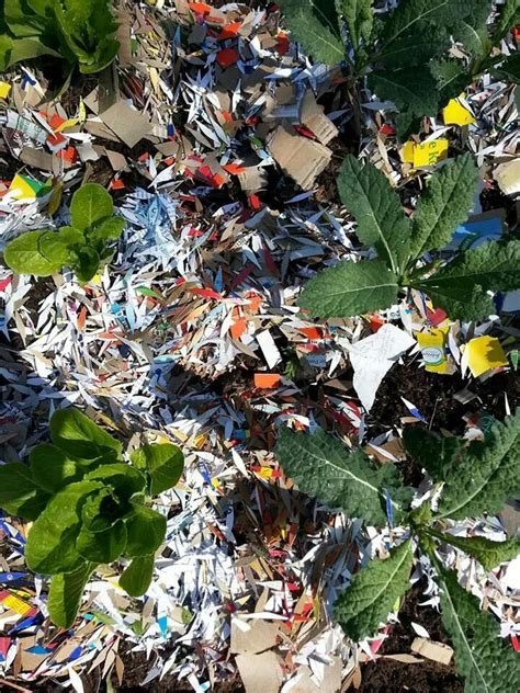 If the wind is blowing it around while you're trying to spread it out, simply dampen the newspapers with some water or pour small amounts of soil onto the the latest. Mulch with shredded cardboard and newspaper | Garden ...