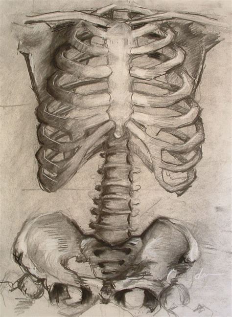 The rib cage protects vital organs, such as the heart and lungs. ribcage sketches … | Rib cage drawing, Anatomy art, Rib cage