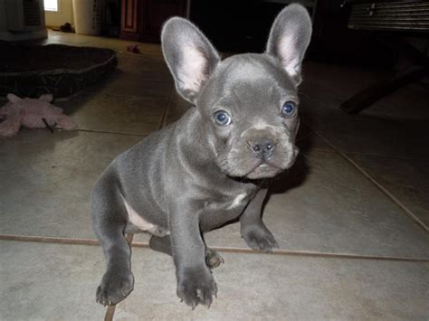 The french bulldog is a top heavy breed. AKC BLUE FRENCH BULLDOG PUPPIES FOR ADOPTION for Sale in ...