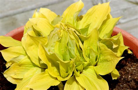Today i'm going to share how to divide hostas in your garden. How to Grow and Care for Fire Island Hosta