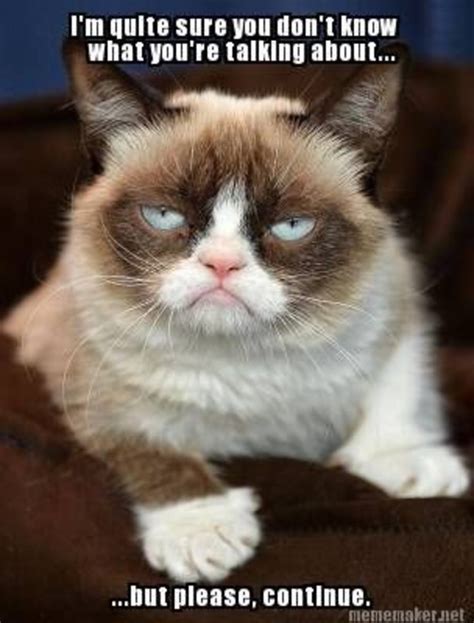 40 Funny Grumpy Cat Memes