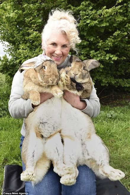 United Airlines Pay Five Figure Compensation To Woman Whose Giant Bunny