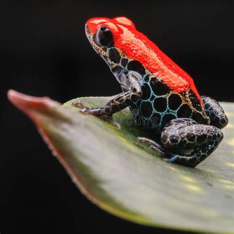 Red Poison Frog Peru Tropical Jungle Frog From Tropical Amazon