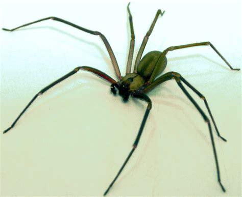 Filebrown Recluse 2 Edit Wikimedia Commons
