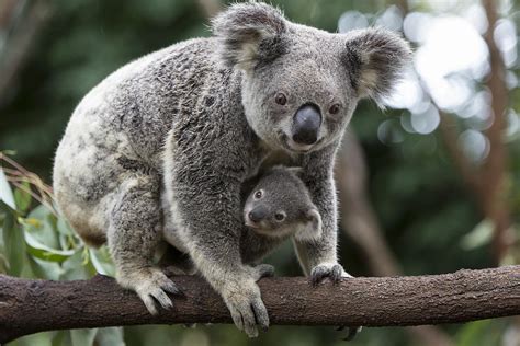 Koala Mother And Joey Australia Photograph By Suzi Eszterhas