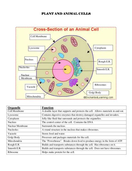What Are The Functioning Of Plant And Animal Cells