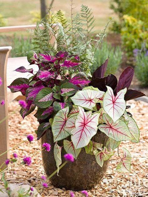 Check spelling or type a new query. Celebrate hot weather with the bold, graphic foliage of ...