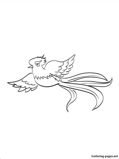 Tusenvis av nye høykvalitetsbilder legges til daglig. Quetzal coloring page to print out | Coloring pages